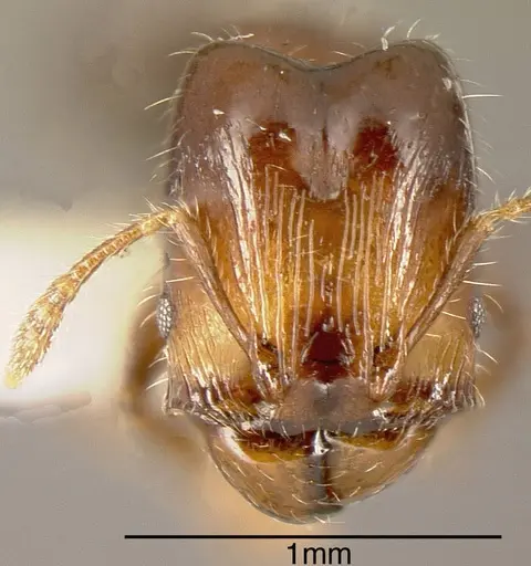 Pheidole cramptoni specimen INBIOCRI001282205 image inbiocri001282205_1