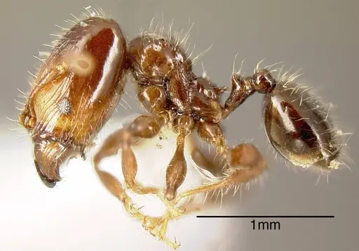 Pheidole cramptoni specimen INBIOCRI001282205 image inbiocri001282205_2