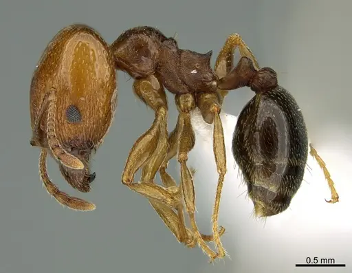 Pheidole crassicornis specimen CASENT0000190 image casent0000190_1