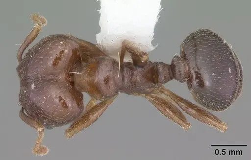 Pheidole crassicornis specimen CASENT0104291 image casent0104291_1
