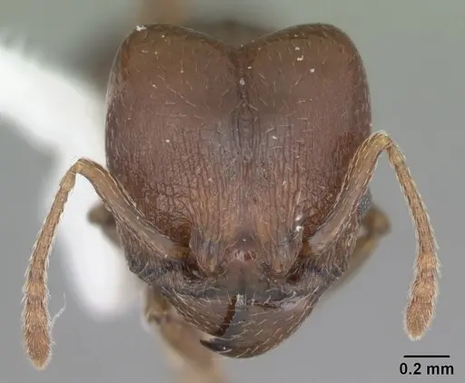 Pheidole crassicornis specimen CASENT0104291 image casent0104291_2