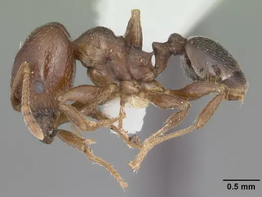 Pheidole crassicornis specimen CASENT0104291 image casent0104291_3