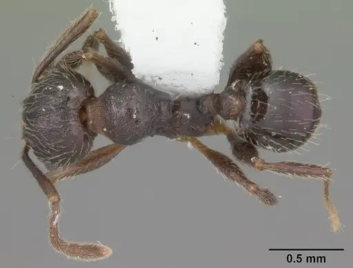 Pheidole crassicornis specimen CASENT0104292 image casent0104292_1