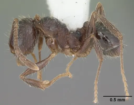Pheidole crassicornis specimen CASENT0104292 image casent0104292_3