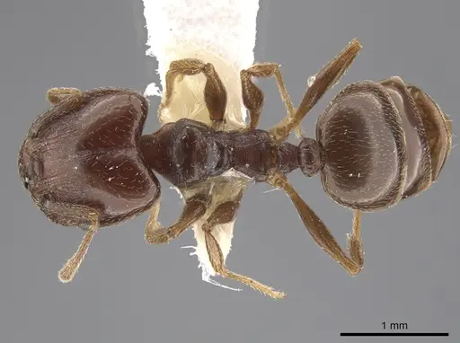 Pheidole crassicornis specimen CASENT0635945 image casent0635945_1