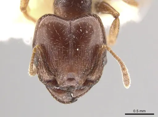 Pheidole crassicornis specimen CASENT0635945 image casent0635945_2