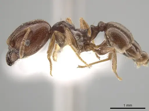 Pheidole crassicornis specimen CASENT0635945 image casent0635945_3