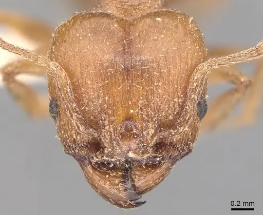 Pheidole crassicornis specimen CASENT0904432 image casent0904432_2