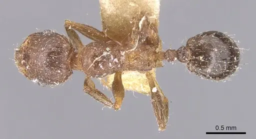 Pheidole crassicornis specimen CASENT0904433 image casent0904433_1