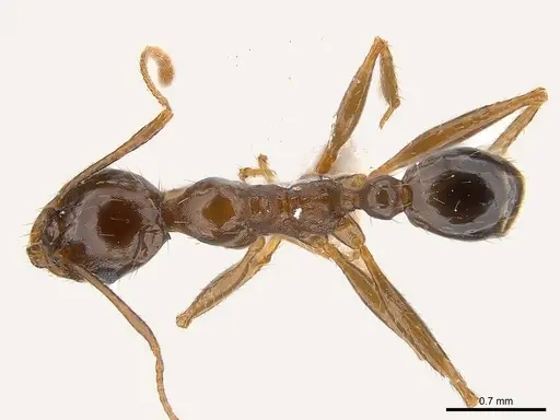 Pheidole crassinoda specimen CASENT0217095 image casent0217095_1