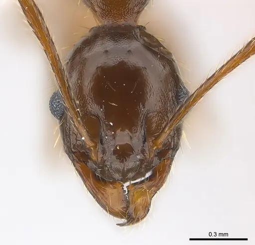 Pheidole crassinoda specimen CASENT0217095 image casent0217095_2