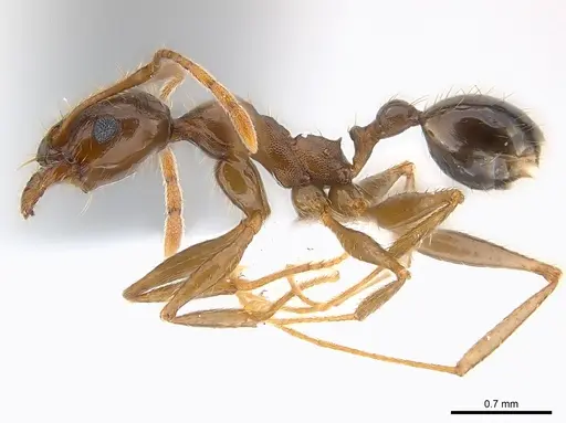 Pheidole crassinoda specimen CASENT0217095 image casent0217095_3