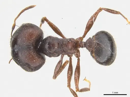Pheidole crassinoda specimen CASENT0217096 image casent0217096_1