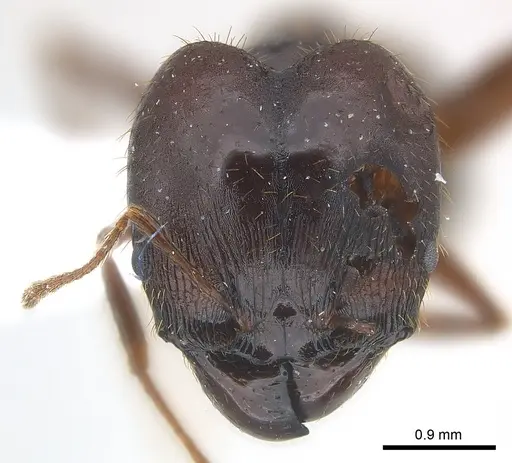 Pheidole crassinoda specimen CASENT0217096 image casent0217096_2