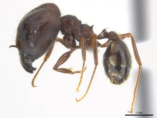 Pheidole crassinoda specimen CASENT0217096 image casent0217096_3