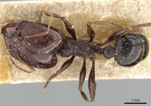 Pheidole crassinoda specimen CASENT0281183 image casent0281183_1