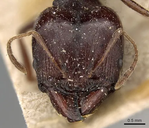 Pheidole crassinoda specimen CASENT0281183 image casent0281183_2
