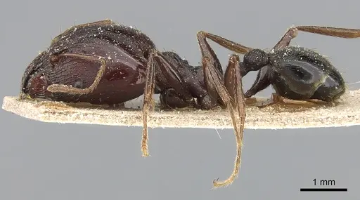Pheidole crassinoda specimen CASENT0281183 image casent0281183_3