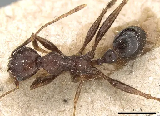 Pheidole crassinoda specimen CASENT0281184 image casent0281184_1