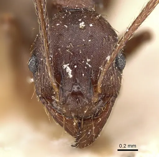 Pheidole crassinoda specimen CASENT0281184 image casent0281184_2