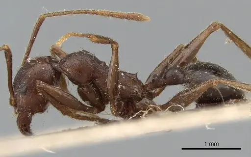 Pheidole crassinoda specimen CASENT0281184 image casent0281184_3