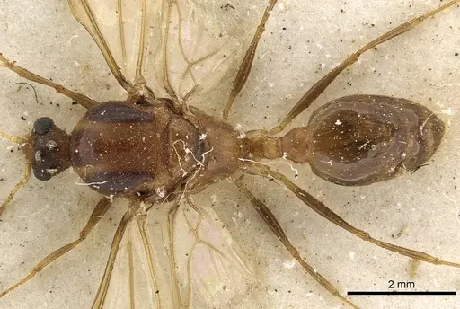 Pheidole crassinoda specimen CASENT0901273 image casent0901273_1
