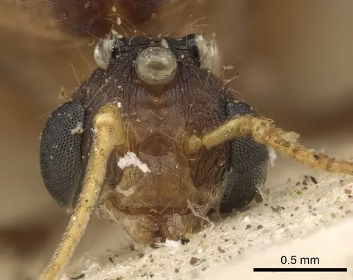 Pheidole crassinoda specimen CASENT0901273 image casent0901273_2