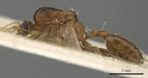 Pheidole crassinoda specimen CASENT0901273 image casent0901273_3