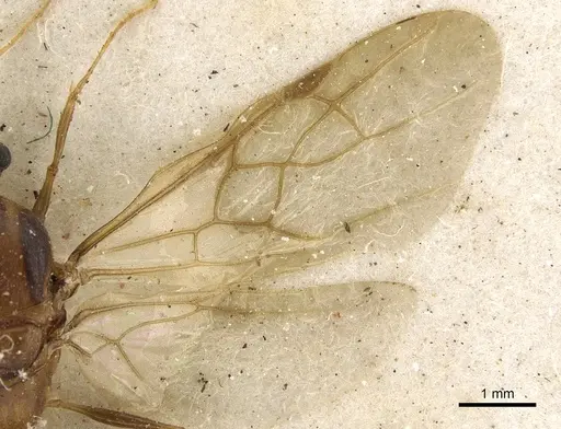 Pheidole crassinoda specimen CASENT0901273 image casent0901273_4