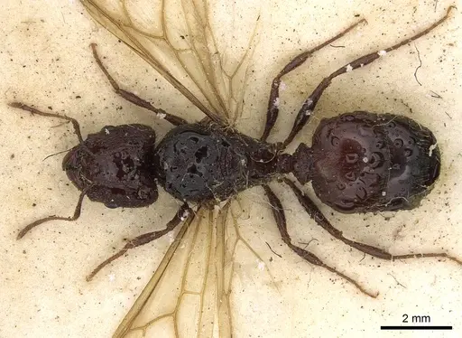 Pheidole crassinoda specimen CASENT0901274 image casent0901274_1