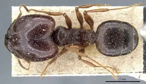 Pheidole crassinoda specimen CASENT0904212 image casent0904212_1
