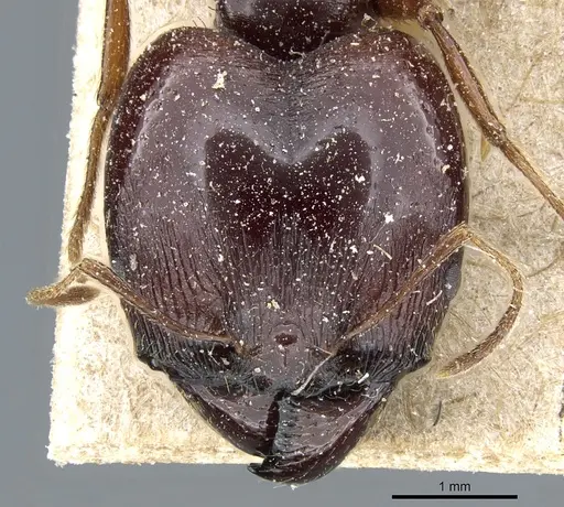 Pheidole crassinoda specimen CASENT0904212 image casent0904212_2