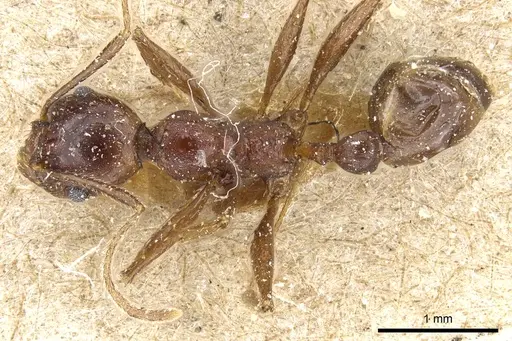 Pheidole crassinoda specimen CASENT0904213 image casent0904213_1