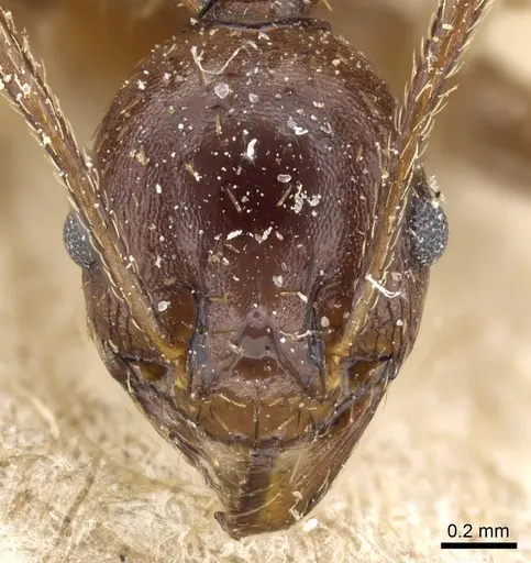 Pheidole crassinoda specimen CASENT0904213 image casent0904213_2