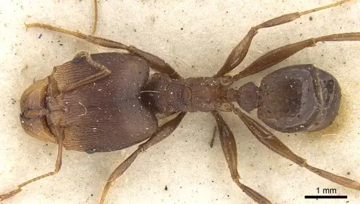 Pheidole crassinoda specimen CASENT0906526 image casent0906526_1