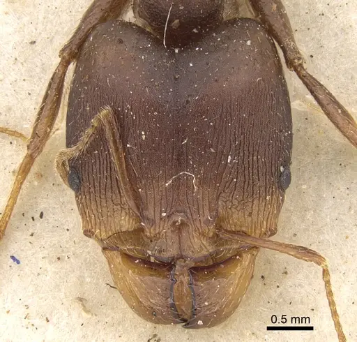 Pheidole crassinoda specimen CASENT0906526 image casent0906526_2