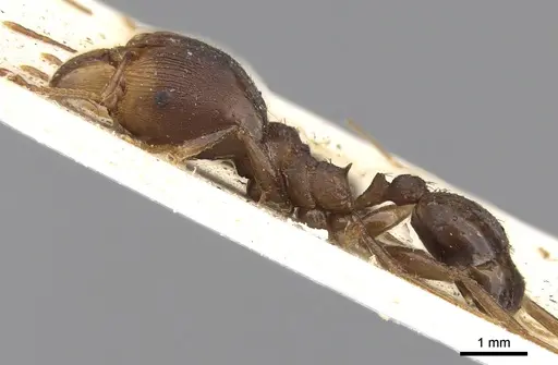 Pheidole crassinoda specimen CASENT0906526 image casent0906526_3