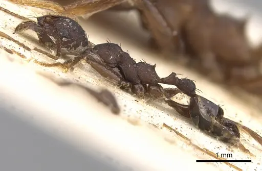 Pheidole crassinoda specimen CASENT0906527 image casent0906527_3