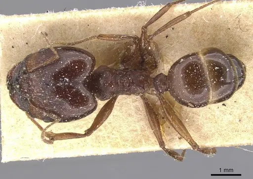 Pheidole crassinoda specimen CASENT0913296 image casent0913296_1