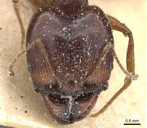 Pheidole crassinoda specimen CASENT0913296 image casent0913296_2