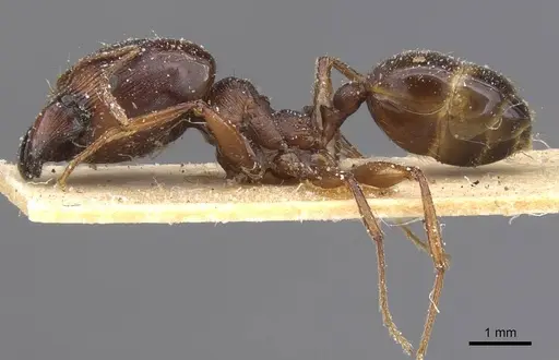 Pheidole crassinoda specimen CASENT0913296 image casent0913296_3