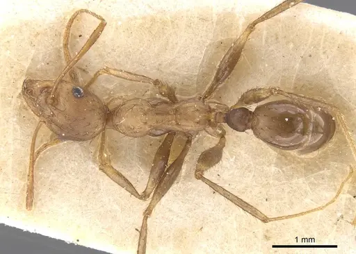 Pheidole crassinoda specimen CASENT0913297 image casent0913297_1