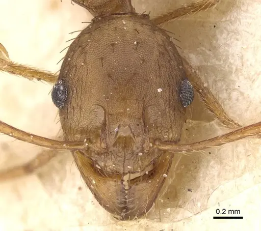 Pheidole crassinoda specimen CASENT0913297 image casent0913297_2