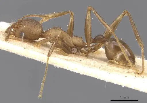 Pheidole crassinoda specimen CASENT0913297 image casent0913297_3