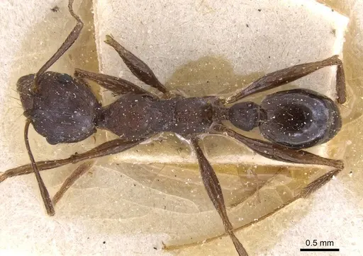 Pheidole crassinoda specimen CASENT0913298 image casent0913298_1