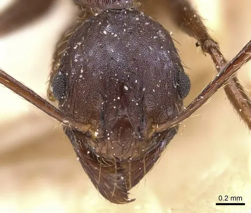 Pheidole crassinoda specimen CASENT0913298 image casent0913298_2