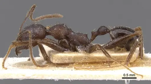 Pheidole crassinoda specimen CASENT0913298 image casent0913298_3