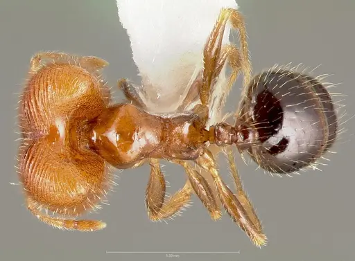 Pheidole creightoni specimen CASENT0005757 image casent0005757_1