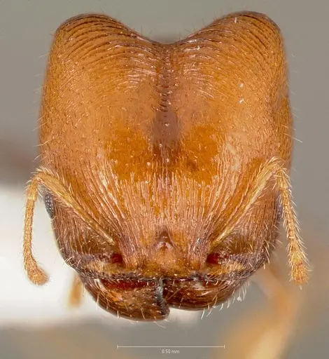 Pheidole creightoni specimen CASENT0005757 image casent0005757_2
