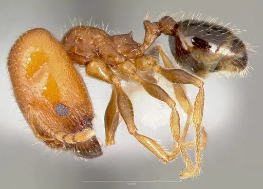 Pheidole creightoni specimen CASENT0005757 image casent0005757_3